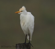 6S3A8435Cattle_Egret