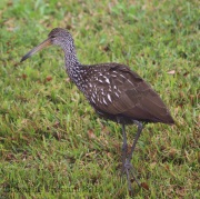 6S3A8443Limpkin