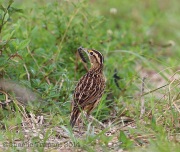 6S3A8454Eastern_Meadowlark