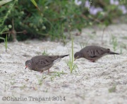 6S3A8470Common_Ground_Dove