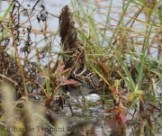 6S3A8502Wilson's_Snipe