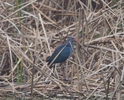 6S3A8525Purple_SwampHen
