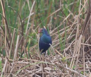 6S3A8549Purple_Swamp_Hen