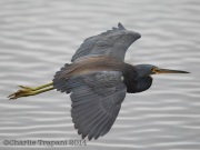6S3A8555Tricolored_Heron