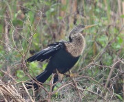 6S3A8566Anhinga