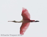 6S3A8580Roseate_Spoonbill