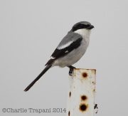 6S3A8600Loggerhead_Shrike