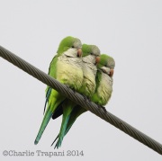 6S3A8611Monk_Parakeet's