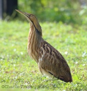 6S3A8614American_Bittern