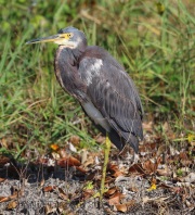 6S3A8623Tricolored_Heron