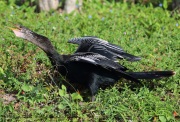 6S3A8638Anhinga