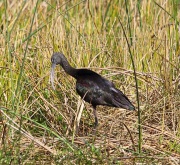 6S3A8646Glossy_Ibis