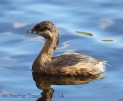 6S3A8657Pie-Billed_Grebe