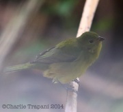 6S3A8679Female_Painted_Bunting