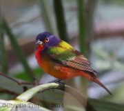 6S3A8686Painted_Bunting