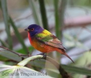 6S3A8688Painted_Bunting