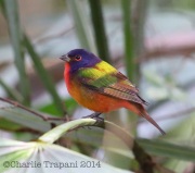 6S3A8692Painted_Bunting