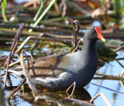 6S3A8703Common_Gallinule