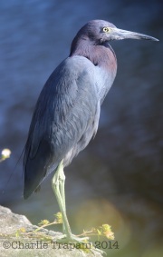 6S3A8719Little_Blue_Heron