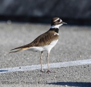 6S3A8742Killdeer