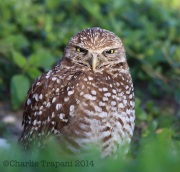 6S3A8766Burrowing_Owl