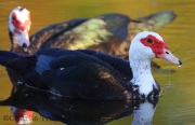 6S3A8784Muscovy_Duck