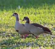 6S3A8793Egyption_Goose