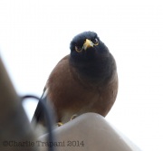 6S3A8845Common_Myna