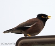 6S3A8852Common_Myna
