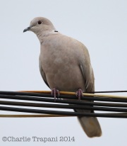 6S3A8866Eurasian_Collared_Dove