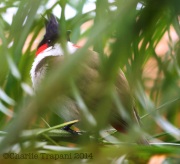 6S3A8881Red-Whiskered_BulBul