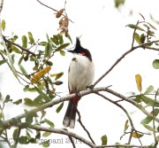 6S3A8890Red-Whiskered_Bulbul