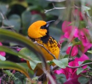 6S3A8951Spot-Breasted_Oriole