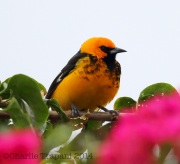 6S3A9014Spot-Breasted_Oriole