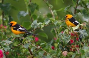 6S3A9078Spot-Breasted_Oriole