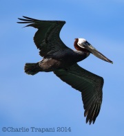 6S3A9151Brown_Pelican