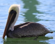 6S3A9160Brown_Pelican