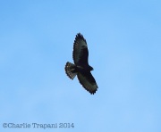 6S3A9194Short-Tailed_Hawk_Dark_Morph