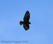 6S3A9197Short-Tailed_Hawk