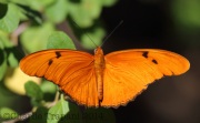 6S3A9224Julia_Heliconian