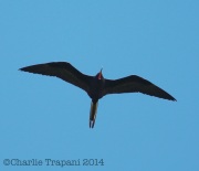 6S3A9236Frigate_Bird