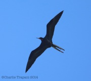 6S3A9251Magnificant_Frigatebird
