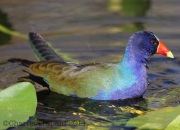 6S3A9305Purple_Gallinule
