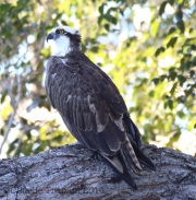 6S3A9348Osprey