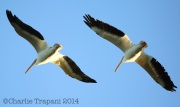 6S3A9412White_Pelican