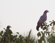 6S3A9444White-Crowned_Pigeons