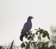 6S3A9456White-Crowned_Pigeon