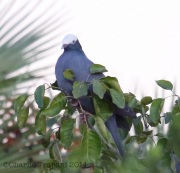 6S3A9470White-Crowned_Pigeon
