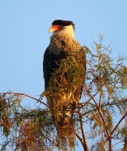 6S3A9503Crested_Caracara