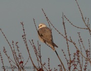 6S3A9578White-Tailed_Kite